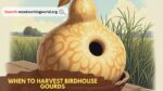 When-to-Harvest-Birdhouse-Gourds.jpg