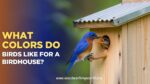 What Colors Do Birds Like for a Birdhouse? (Updated 2026)